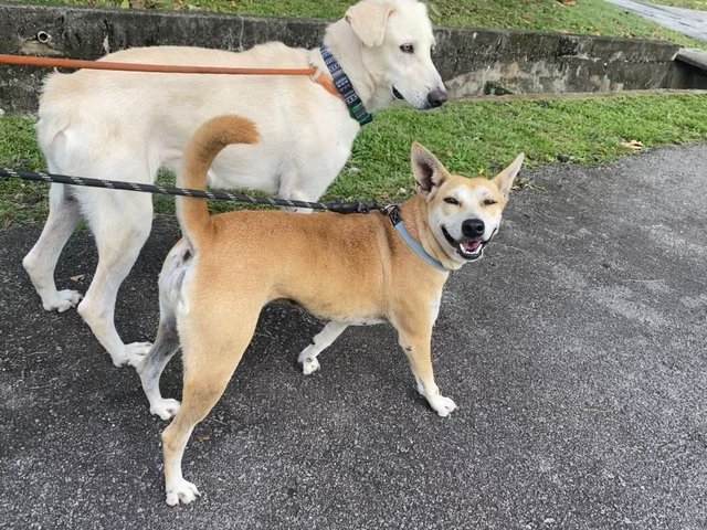 Beigey and friends at foster home 