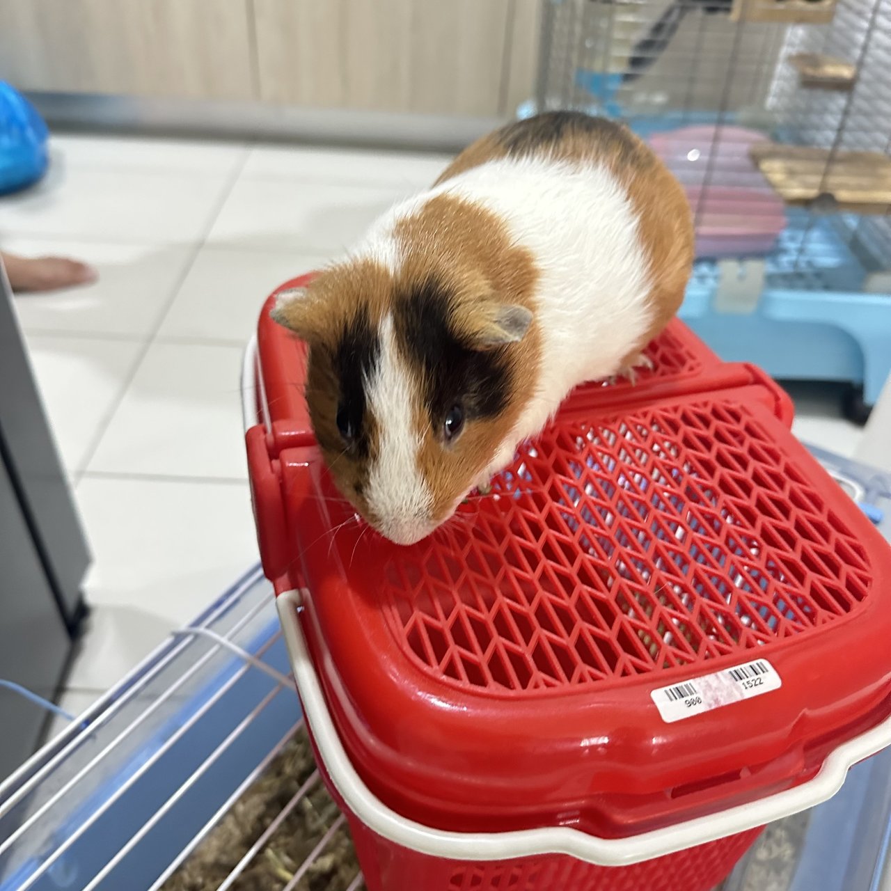 Coco &amp; Vanilla  - Guinea Pig Small & Furry