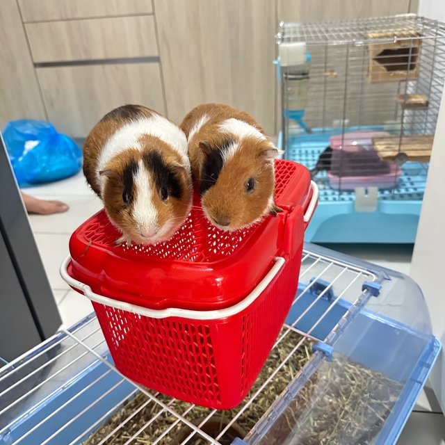 Coco &amp; Vanilla  - Guinea Pig Small & Furry