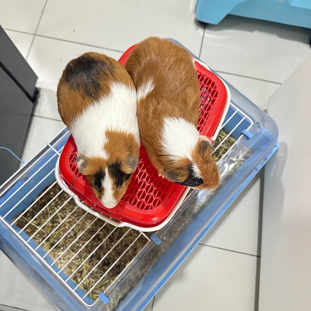 Coco &amp; Vanilla  - Guinea Pig Small & Furry