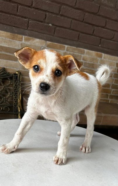 Jack Russell Mixed - Jack Russell Terrier (Parson Russell Terrier) Dog