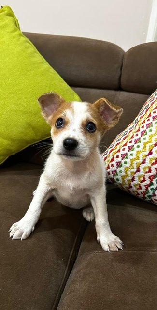 Jack Russell Mixed - Jack Russell Terrier (Parson Russell Terrier) Dog