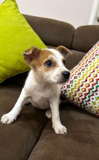 Jack Russell Mixed - Jack Russell Terrier (Parson Russell Terrier) Dog