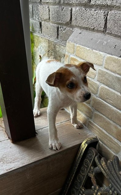 Jack Russell Mixed - Jack Russell Terrier (Parson Russell Terrier) Dog