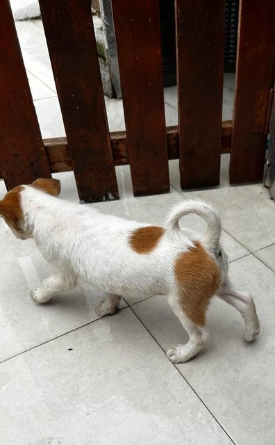 Jack Russell Mixed - Jack Russell Terrier (Parson Russell Terrier) Dog