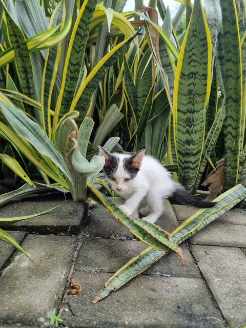 Carolyn  - Domestic Long Hair Cat