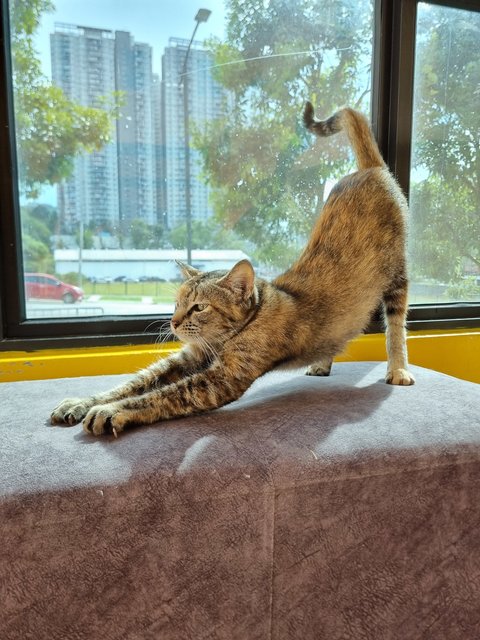 Julie - Domestic Short Hair Cat