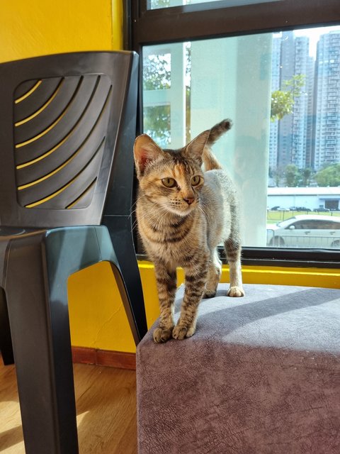 Julie - Domestic Short Hair Cat
