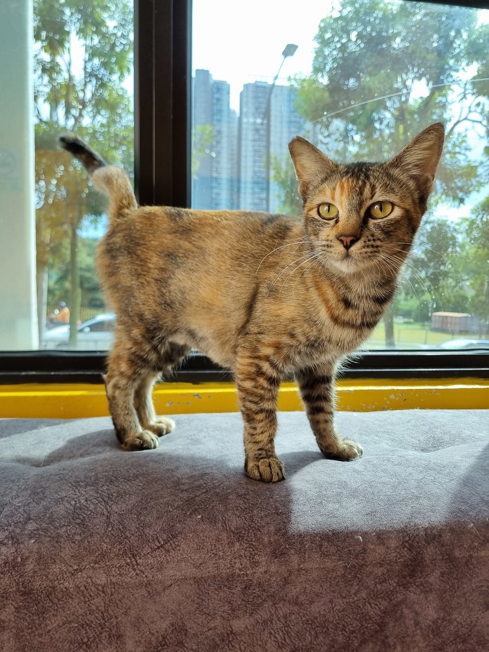 Julie - Domestic Short Hair Cat