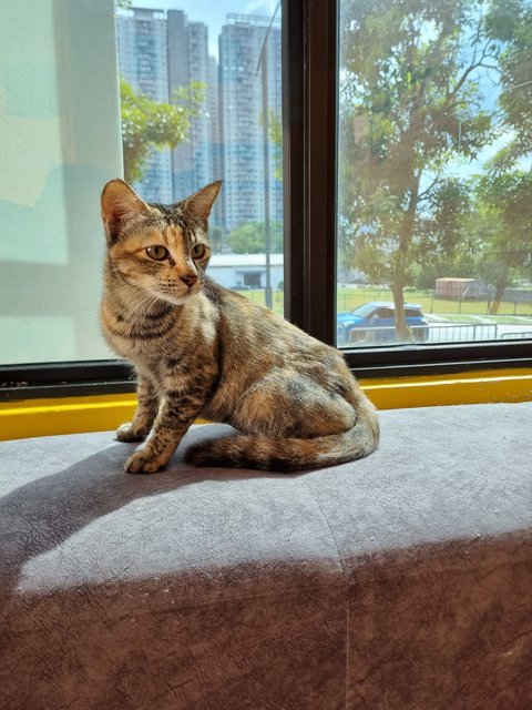 Julie - Domestic Short Hair Cat