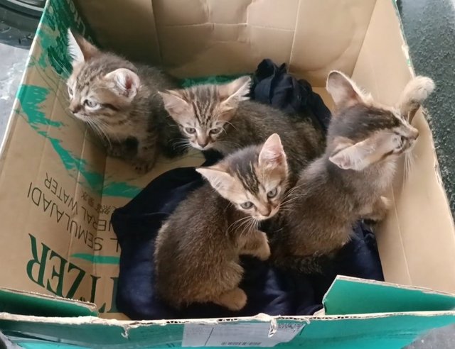 Labu And Kids - Domestic Short Hair Cat