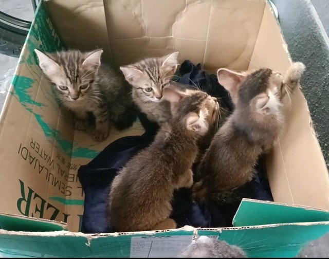 Labu And Kids - Domestic Short Hair Cat