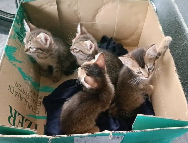 Labu And Kids - Domestic Short Hair Cat