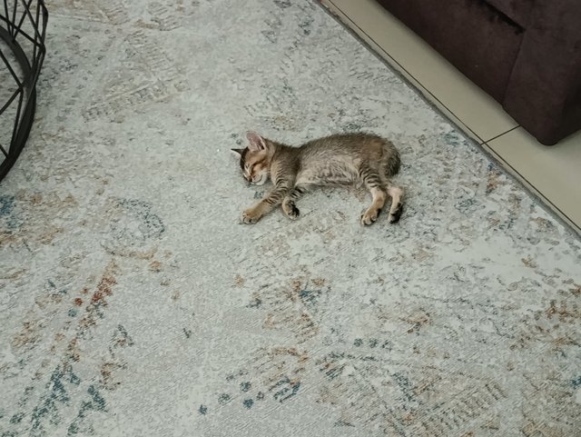 Labu And Kids - Domestic Short Hair Cat