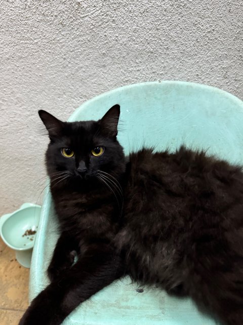 Elsa (Reserved) - Domestic Medium Hair Cat