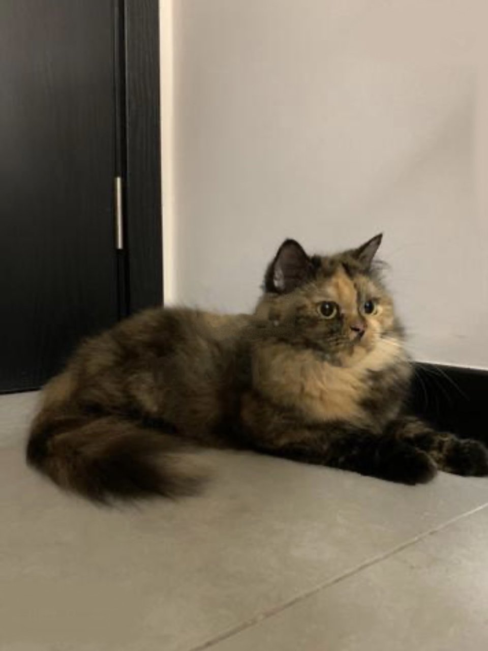 British Longhair Female - Domestic Long Hair Cat