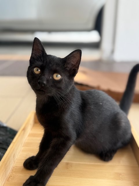 Luffy - Domestic Short Hair Cat