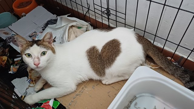 Valentine - Domestic Short Hair Cat