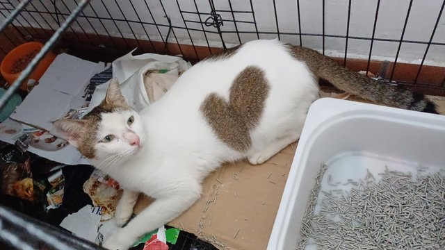 Valentine - Domestic Short Hair Cat