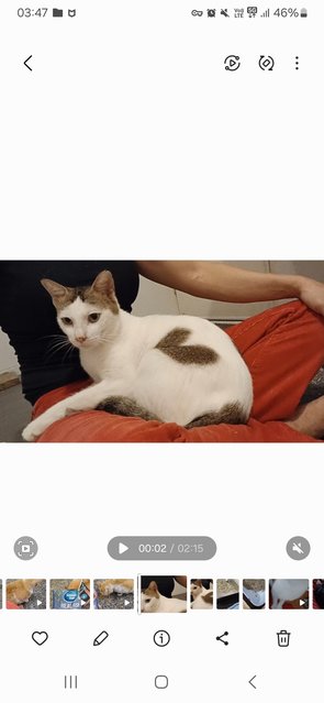 Valentine (Love Mark) - Domestic Short Hair Cat