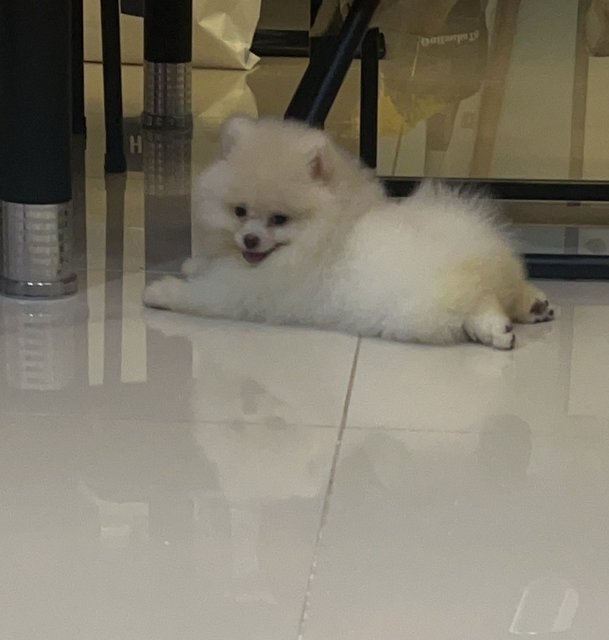 Lucky - Pomeranian Dog