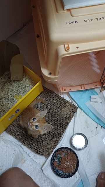 Chutney (Reserved) - Domestic Short Hair Cat