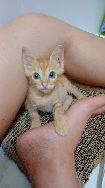 Chutney (Reserved) - Domestic Short Hair Cat