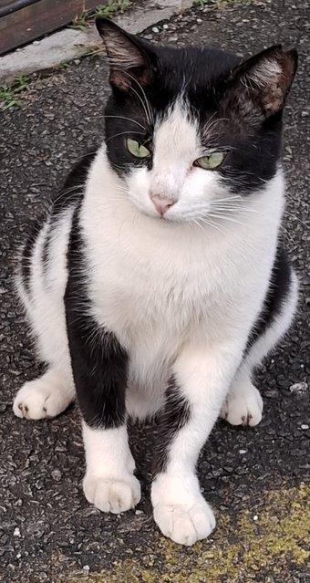 Ninja - Domestic Short Hair + Tuxedo Cat