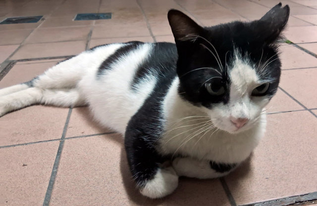 Ninja - Domestic Short Hair + Tuxedo Cat