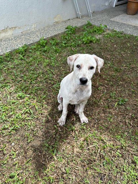 Coconut🌴 - Mixed Breed Dog