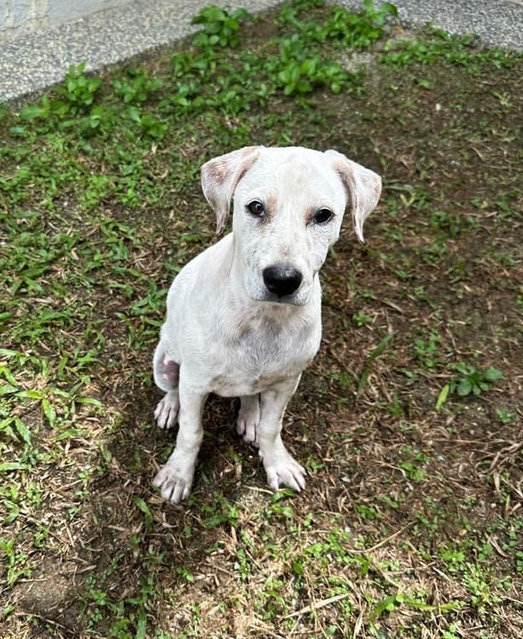 Coconut🌴 - Mixed Breed Dog