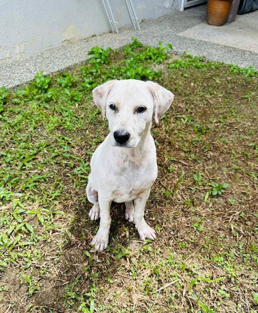 Coconut🌴 - Mixed Breed Dog