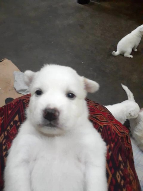 Female Mix Breed 1 Month Old Puppy - Mixed Breed Dog