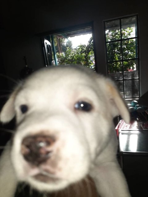 Female Mix Breed 1 Month Old Puppy - Mixed Breed Dog