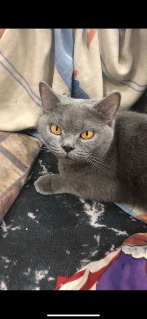 Kakak - British Shorthair Cat