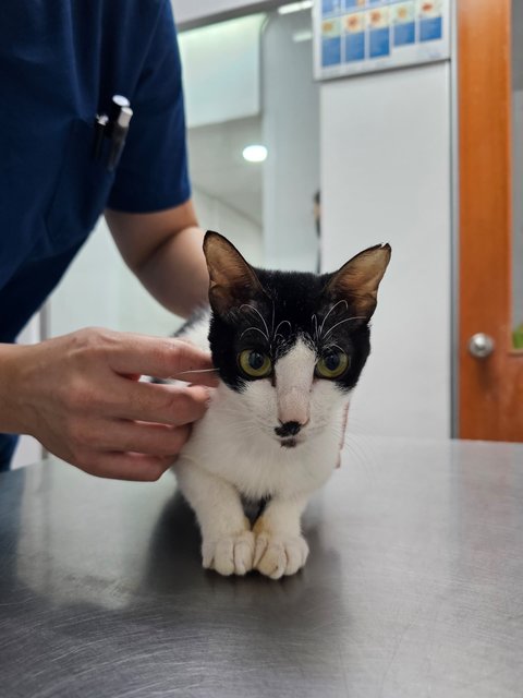 Paige  - Tuxedo Cat