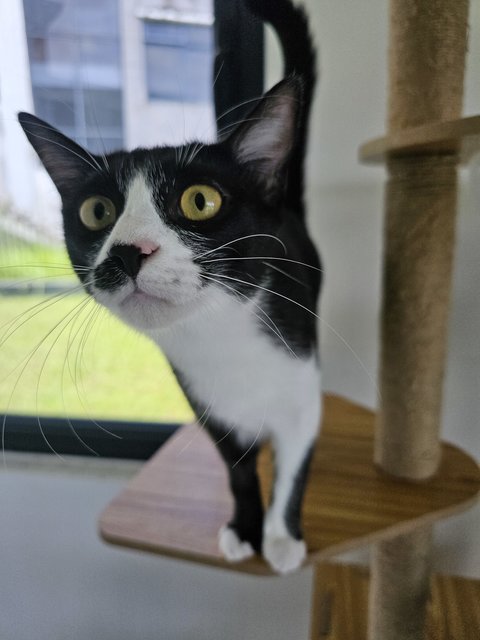 Crystal - Domestic Short Hair Cat