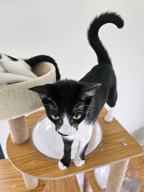 Crystal - Domestic Short Hair Cat