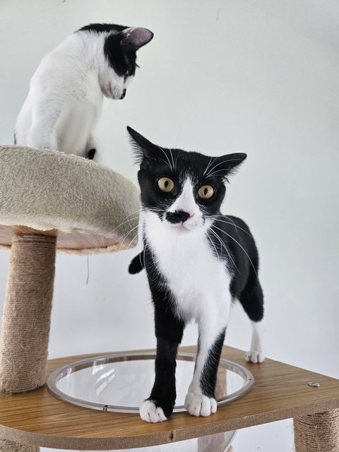 Crystal - Domestic Short Hair Cat