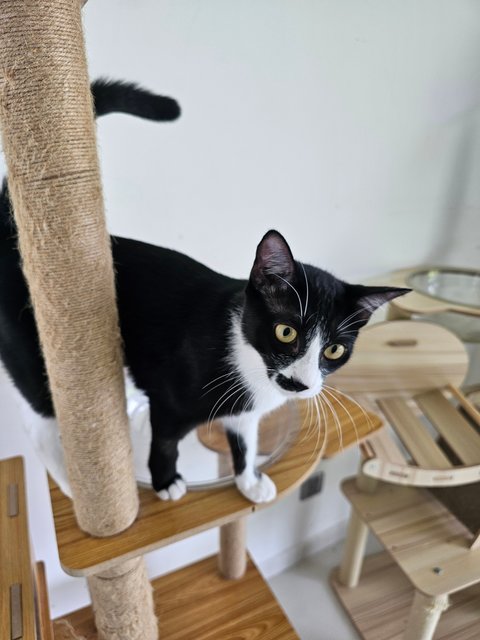 Crystal - Domestic Short Hair Cat