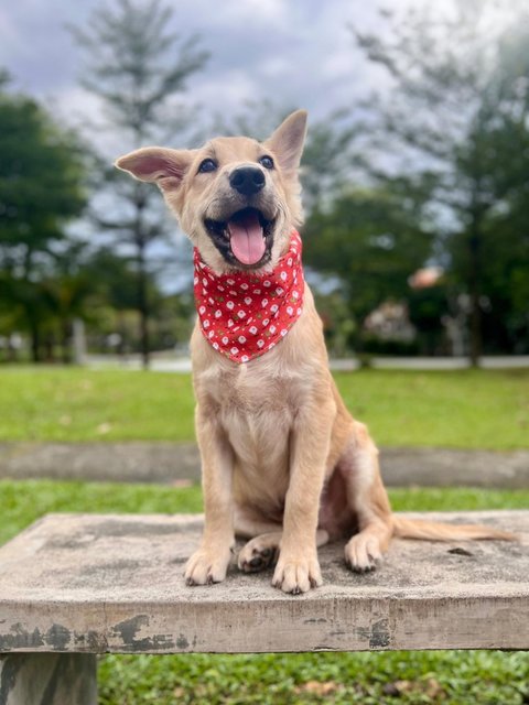 Lucky - Mixed Breed Dog