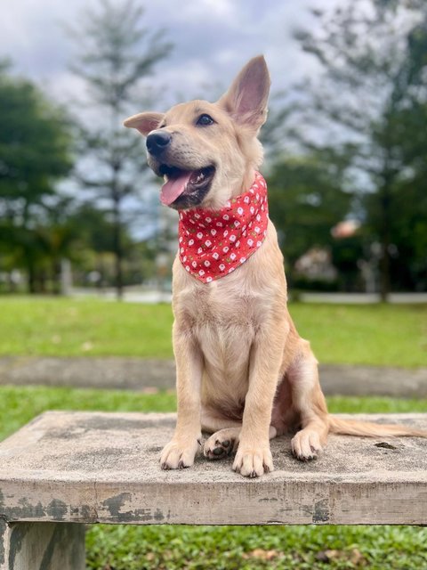 Lucky - Mixed Breed Dog