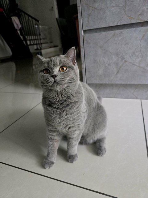 Berry❤️ - British Shorthair Cat