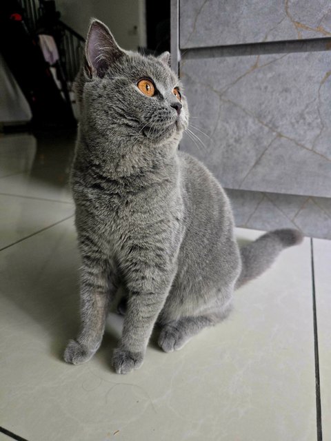 Berry❤️ - British Shorthair Cat