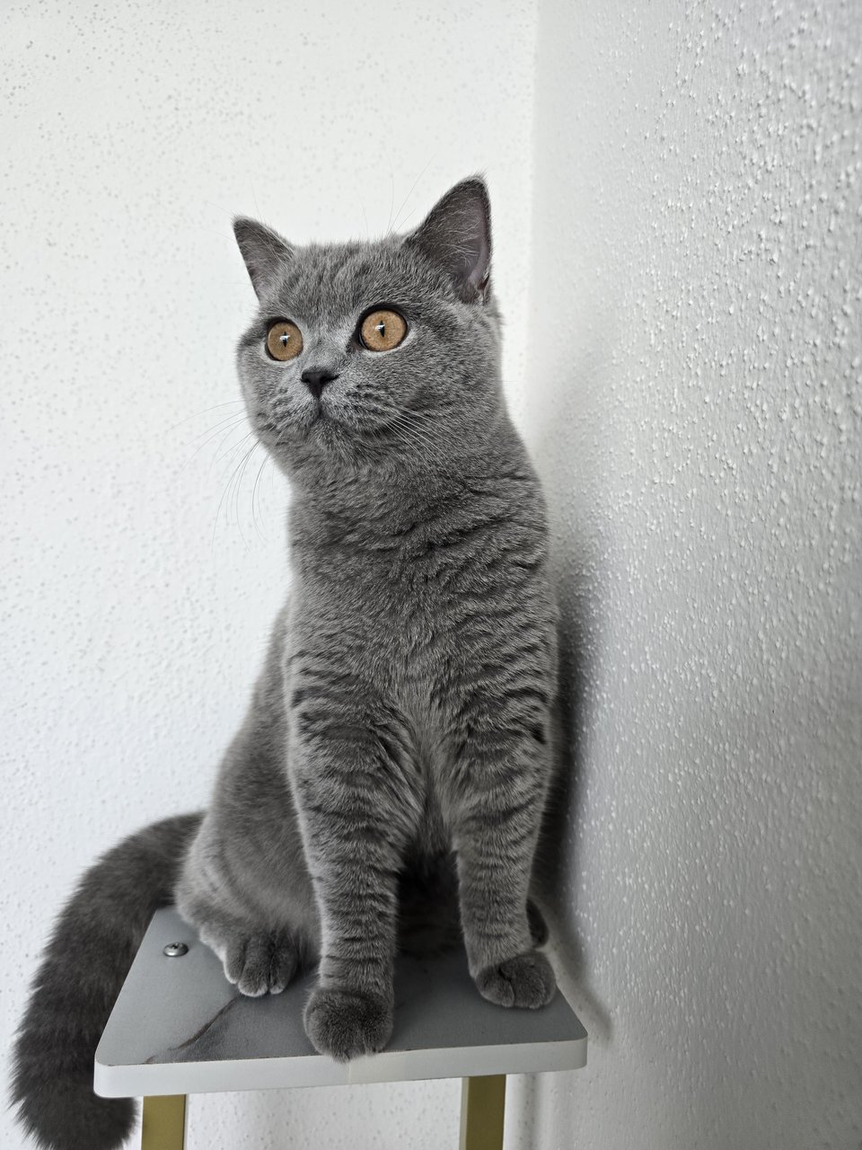 Berry❤️ - British Shorthair Cat