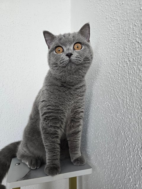 Berry❤️ - British Shorthair Cat