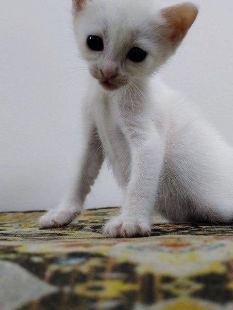 White Kitten 🤍 - Domestic Short Hair Cat