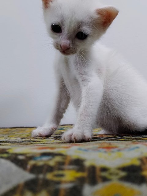 White Kitten 🤍 - Domestic Short Hair Cat