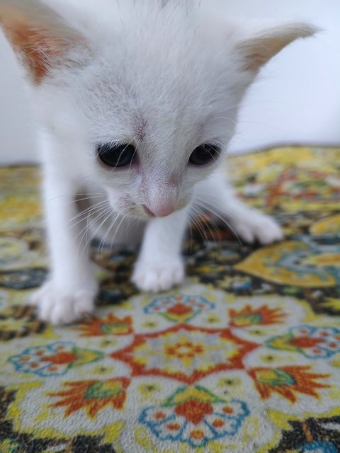 White Kitten 🤍 - Domestic Short Hair Cat