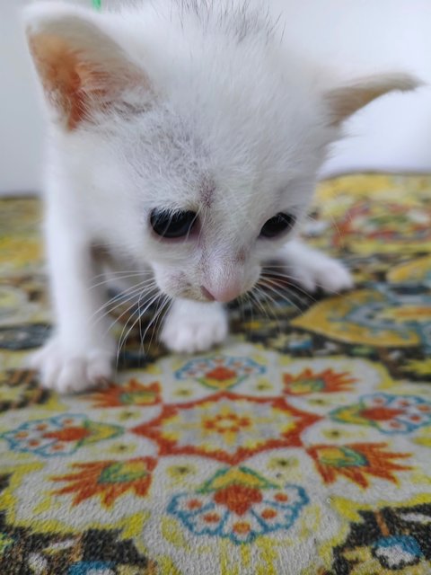 White Kitten 🤍 - Domestic Short Hair Cat